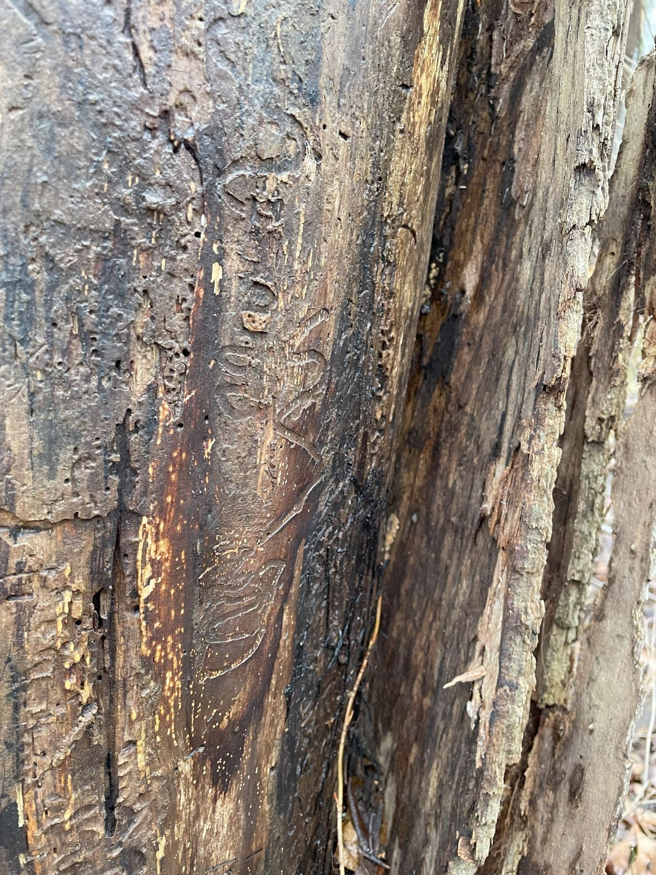 Featured image for "Gardening Solutions for Northeast Ohio's Invasive Species Crisis"