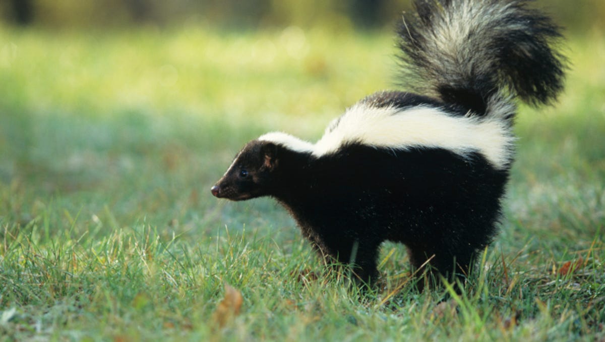 Rabies Outbreak Alert: Skunks in Metro Detroit Pose Risk
