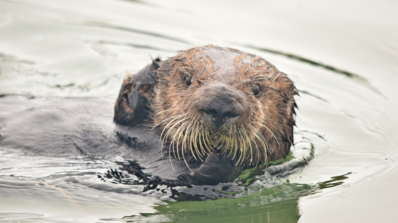 Featured image for "Rising Sea Otter Populations Linked to Coastal Erosion Prevention, Study Shows"