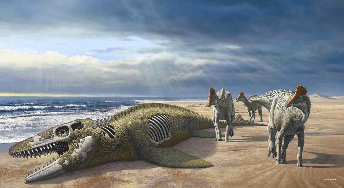Rare Duckbill Dinosaur Fossils Unearthed in Morocco