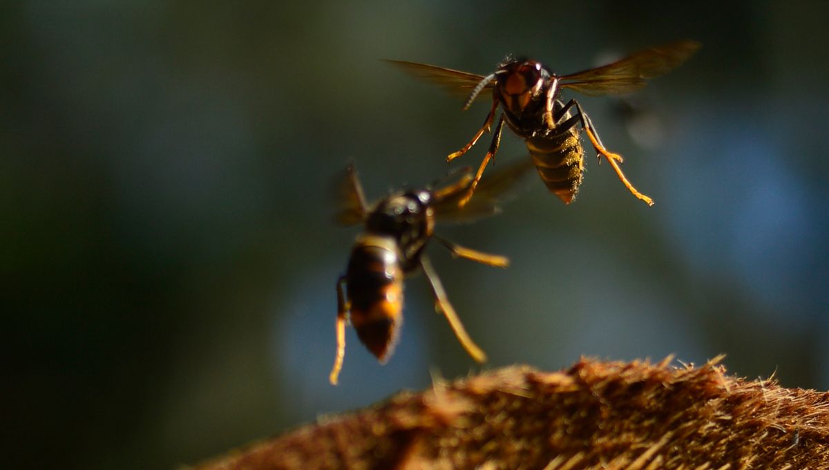 Featured image for "Bumblebees' Ingenious Defense: Unraveling the Evolutionary Coincidence with Asian Hornets"