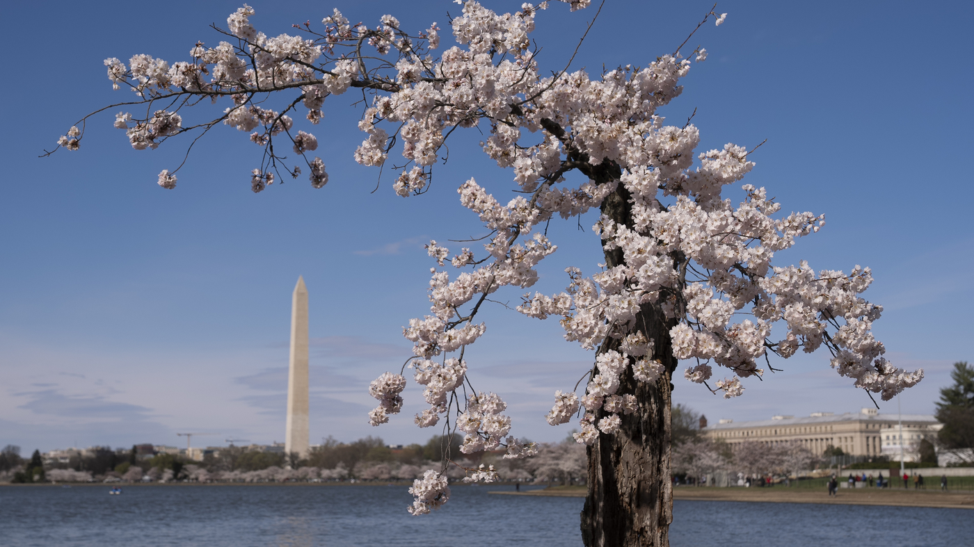 Featured image for "Japan Donates 250 Cherry Trees to Replace Lost Tidal Basin Blossoms in D.C."