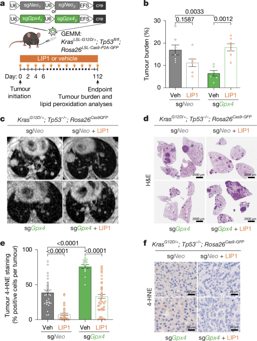 Featured image for FSP1 Inhibition Induces Ferroptosis in Lung Cancer