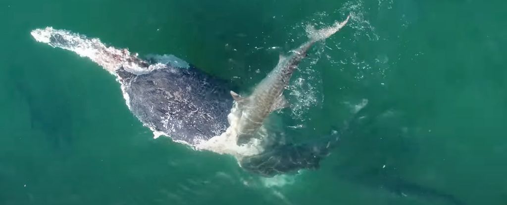 Shark Feeding Frenzy: Spectacular Sight of Dozens Devouring Dead Whale
