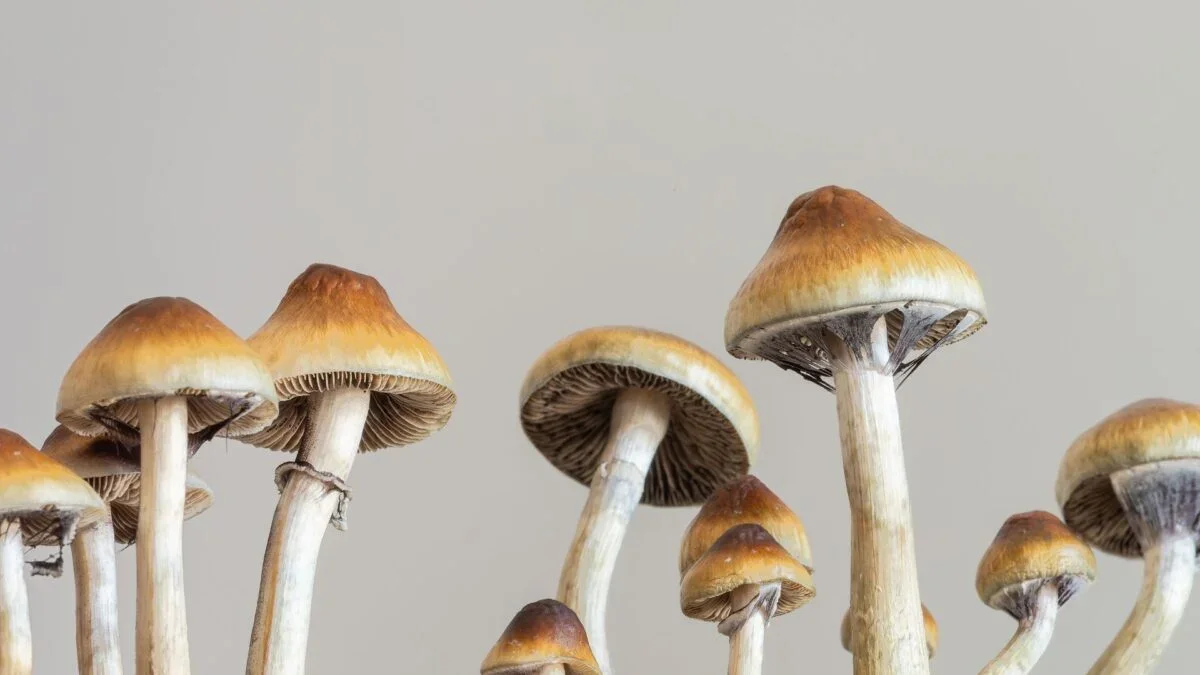 Psychedelic Antidepressants Aren't Proving More Effective Than Open-Label Traditional Antidepressants, Meta-Analysis Finds