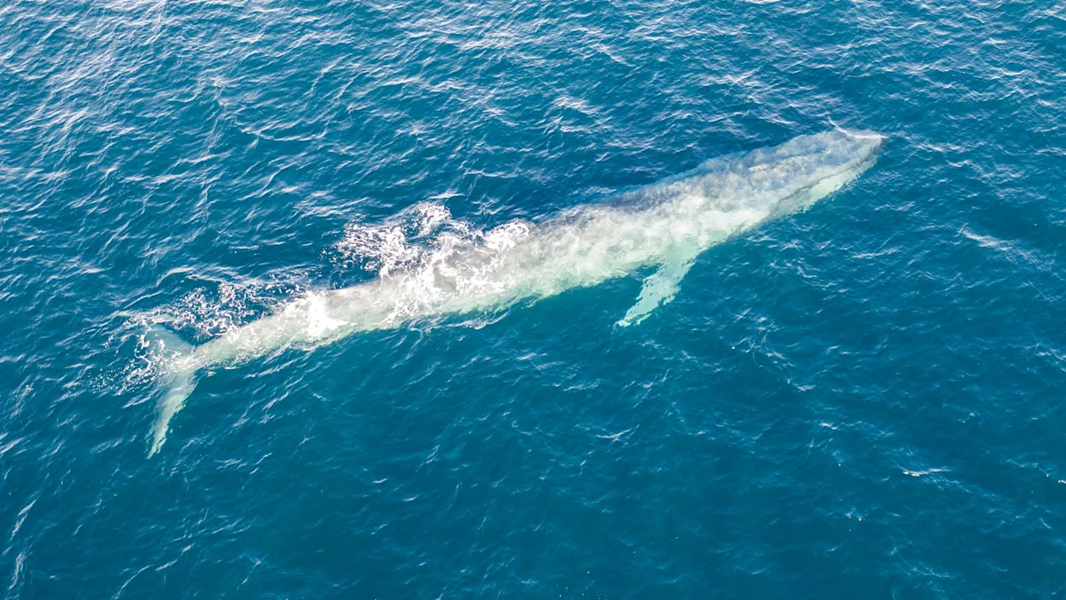 Featured image for Experts Warn of Rare and Tragic Whale Stomach Discovery