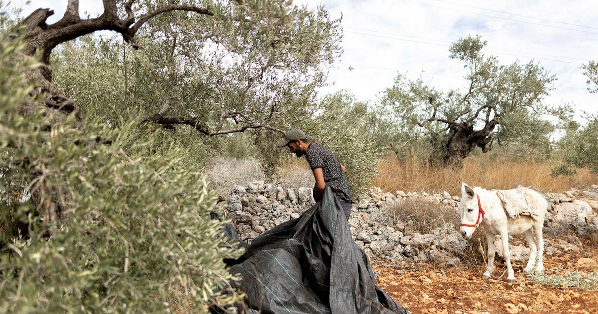 Featured image for Israeli Settlers and Soldiers Clash with Palestinians During Olive Harvest