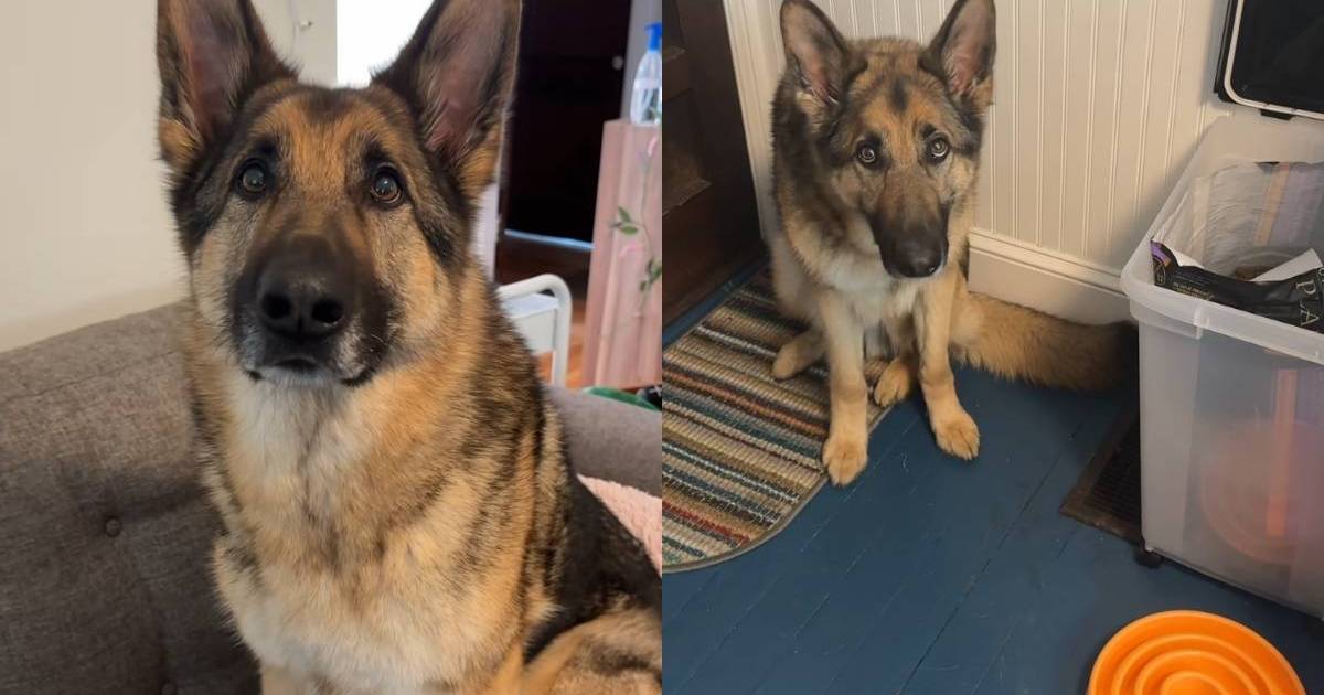 Featured image for German Shepherd's 'Dog Math' Sparks Online Debate