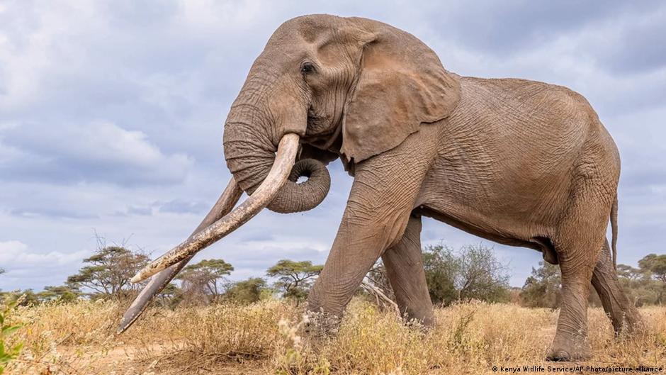 Featured image for Kenya Honors the Passing of Iconic Elephant Craig