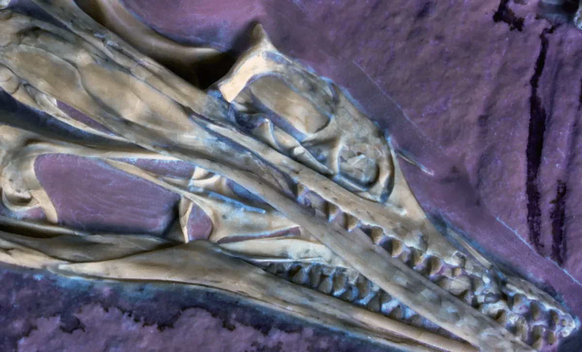 Archaeopteryx Skull Yields Earliest Oral Papillae, Shaping Flight Evolution