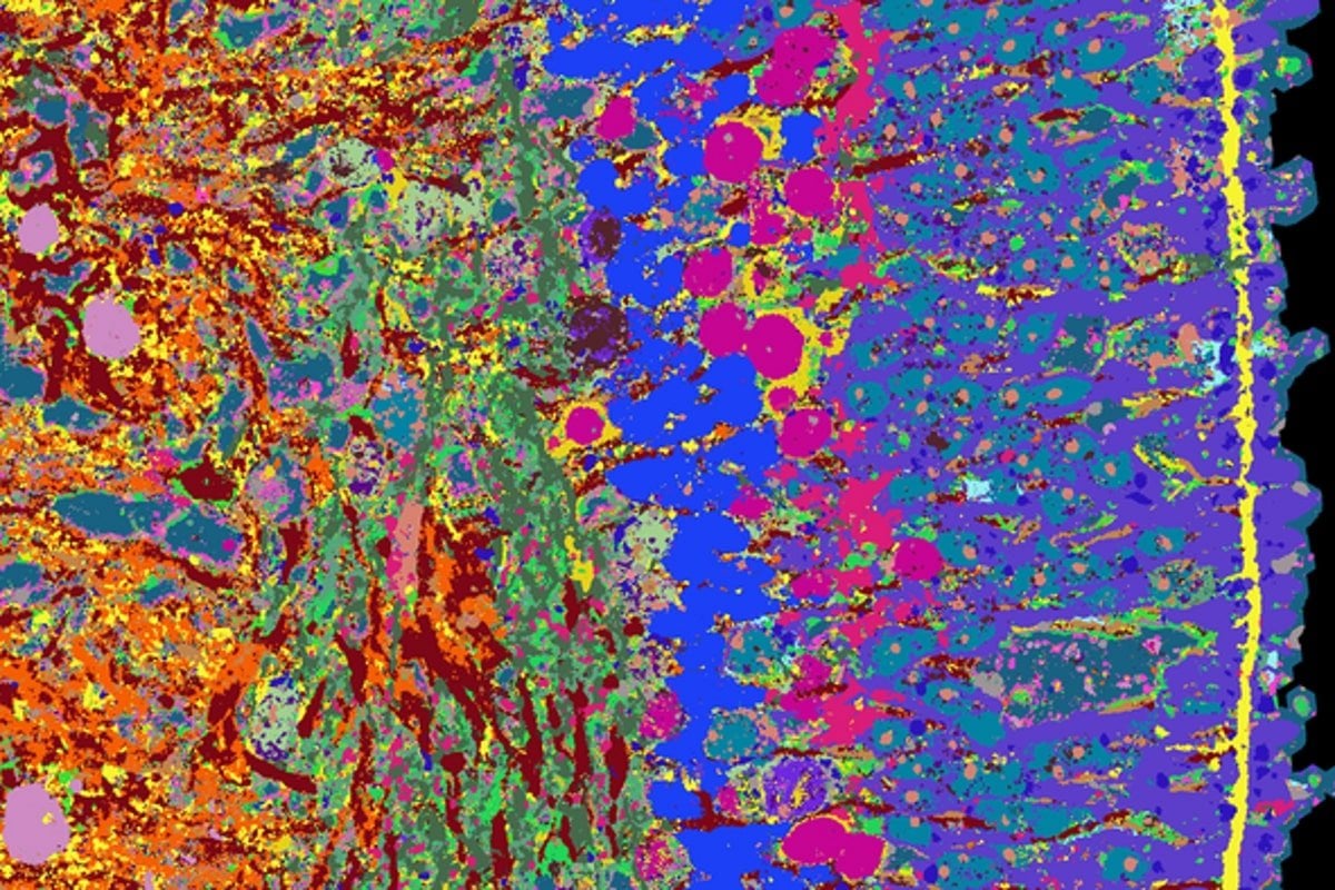 Featured image for Unveiling the Intricate Details of the Human Retina through High-Resolution Imaging.