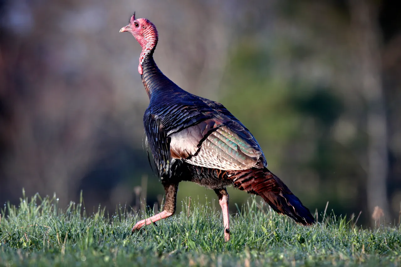 Featured image for "Kansas Halts Turkey Hunting for the Season"