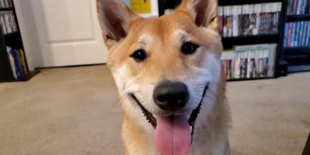 Featured image for "Speedrunning Shiba Inu Breaks Records at Awesome Games Done Quick 2024"