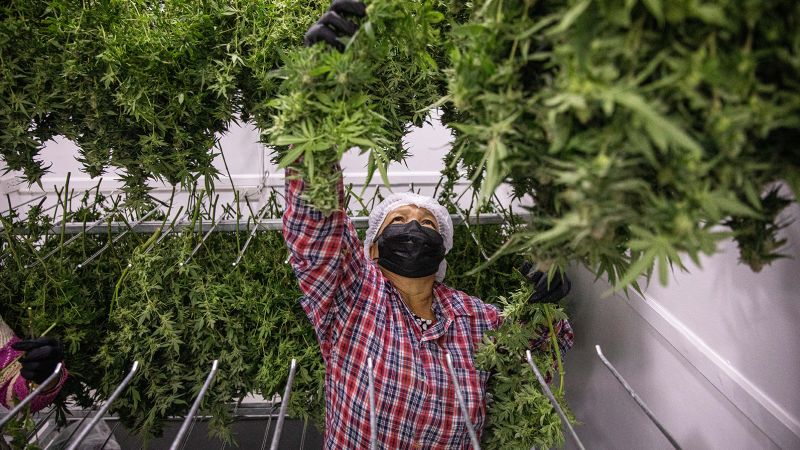 Featured image for Thailand Considers Recreational Cannabis Ban 18 Months After Decriminalization