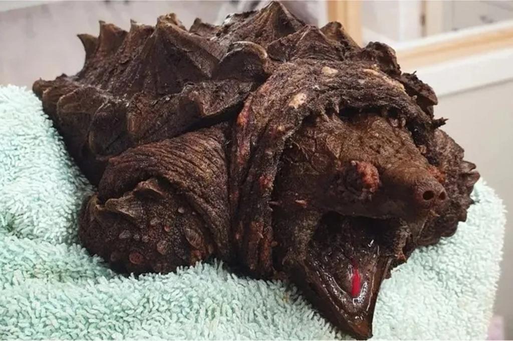 Featured image for "Rescue Mission: Invasive Alligator Snapping Turtle Found in England's Cumbria"