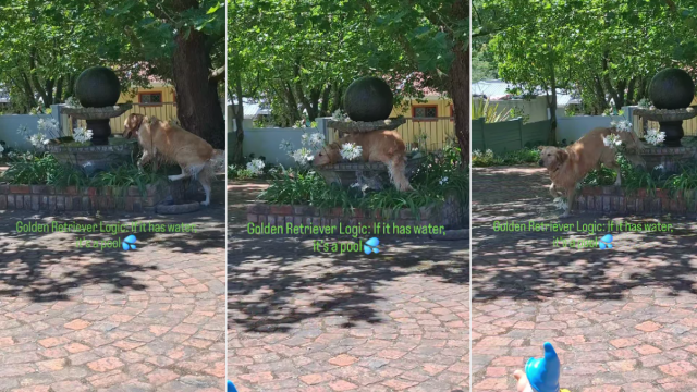 Featured image for Golden Retriever Mistakes Fountain for Pool and Takes a Swim