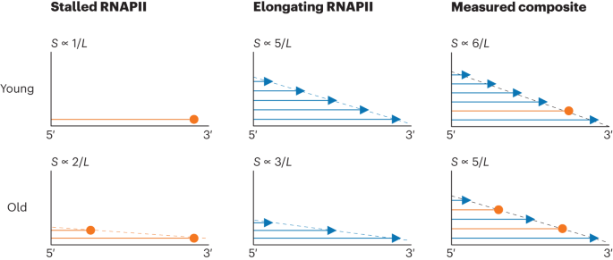 Unraveling the Transcriptional Stress of Aging: Accelerated Elongation and Increased Stalling of RNAPII