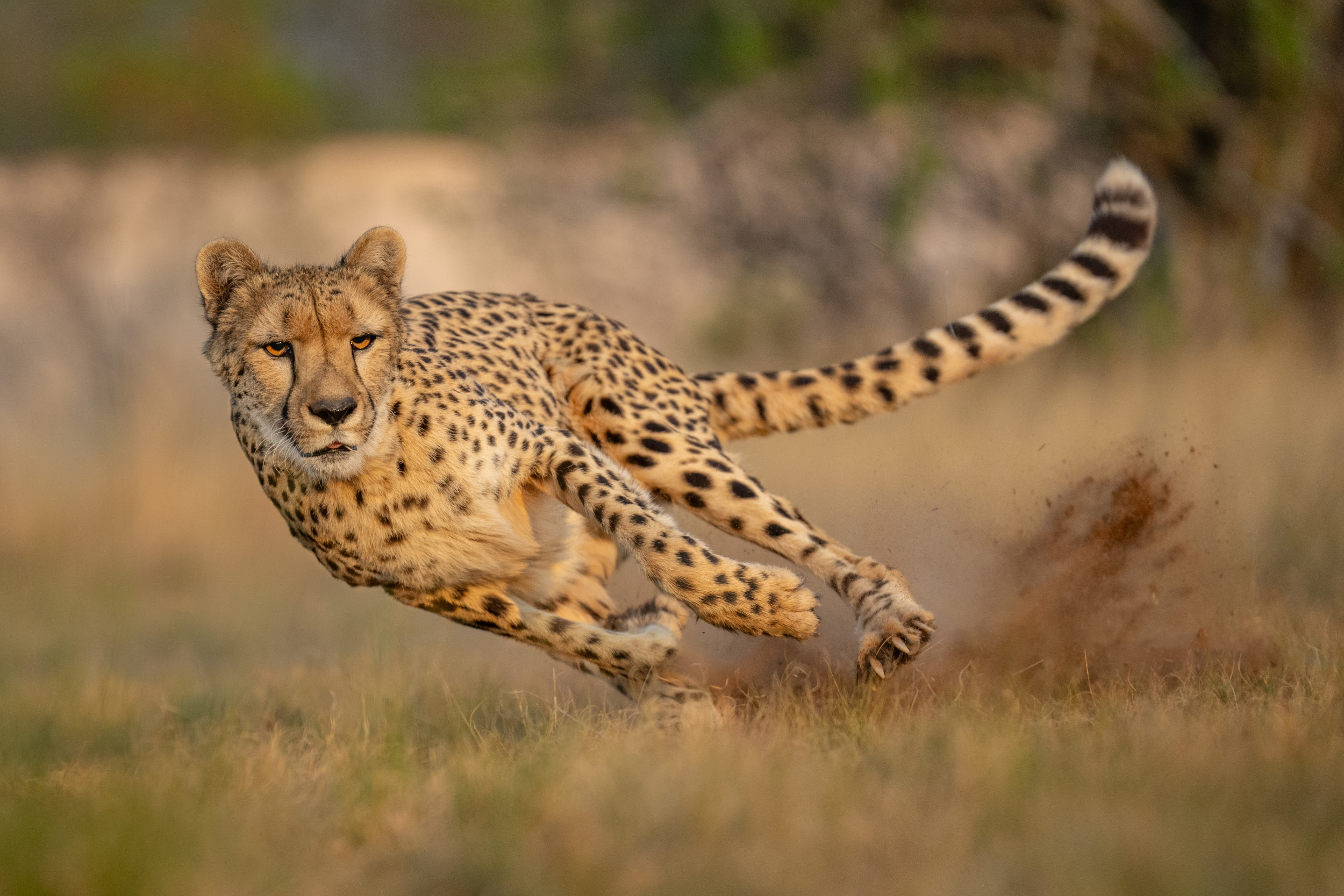 Featured image for "The Secret to Cheetahs' Blistering Speed Unveiled by Scientists"