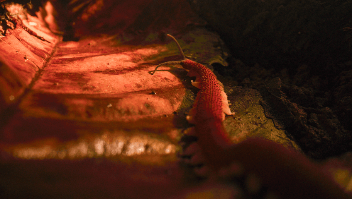 Is This the World's Weirdest Worm with Gooey Defense?