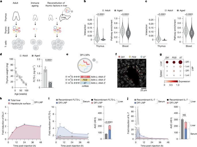 Featured image for mRNA Therapy Revitalizes Aging Immune System and Enhances Disease Response