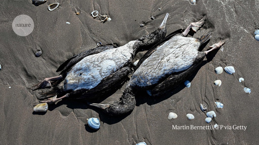 Featured image for The Deadly Evolution of Bird Flu: From Europe to Global Outbreaks