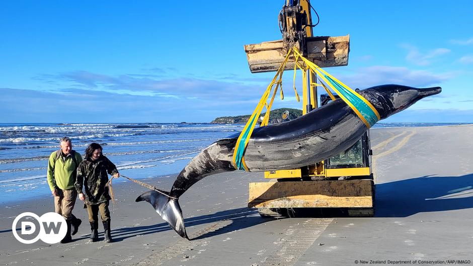 Featured image for "World's Rarest Whale Discovered on New Zealand Beach"