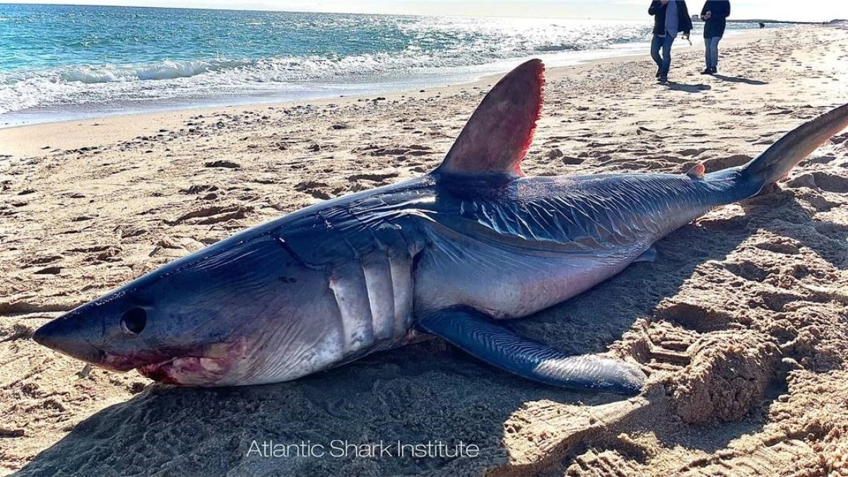 "Multiple Sharks Wash Ashore on Southern New England Beaches"