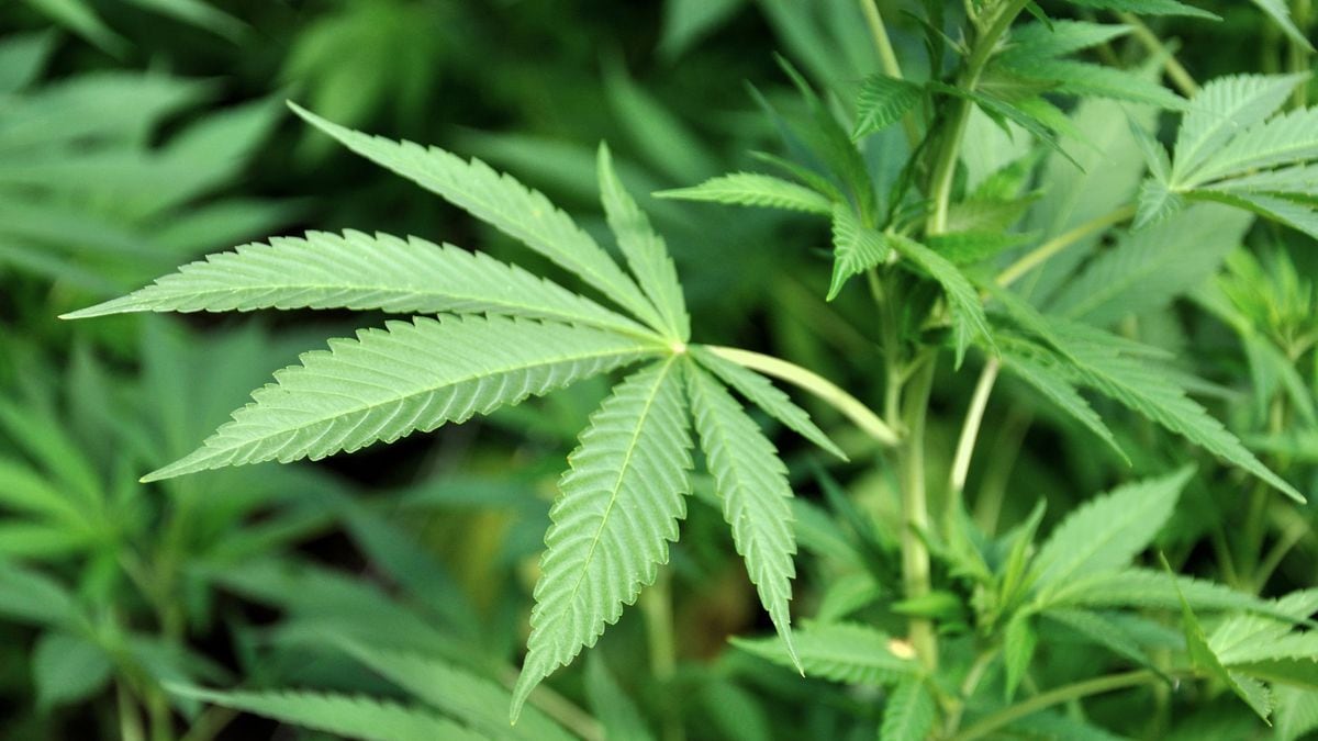 Featured image for Florida's 2024 Ballot to Include Recreational Weed and Abortion Ban Decision