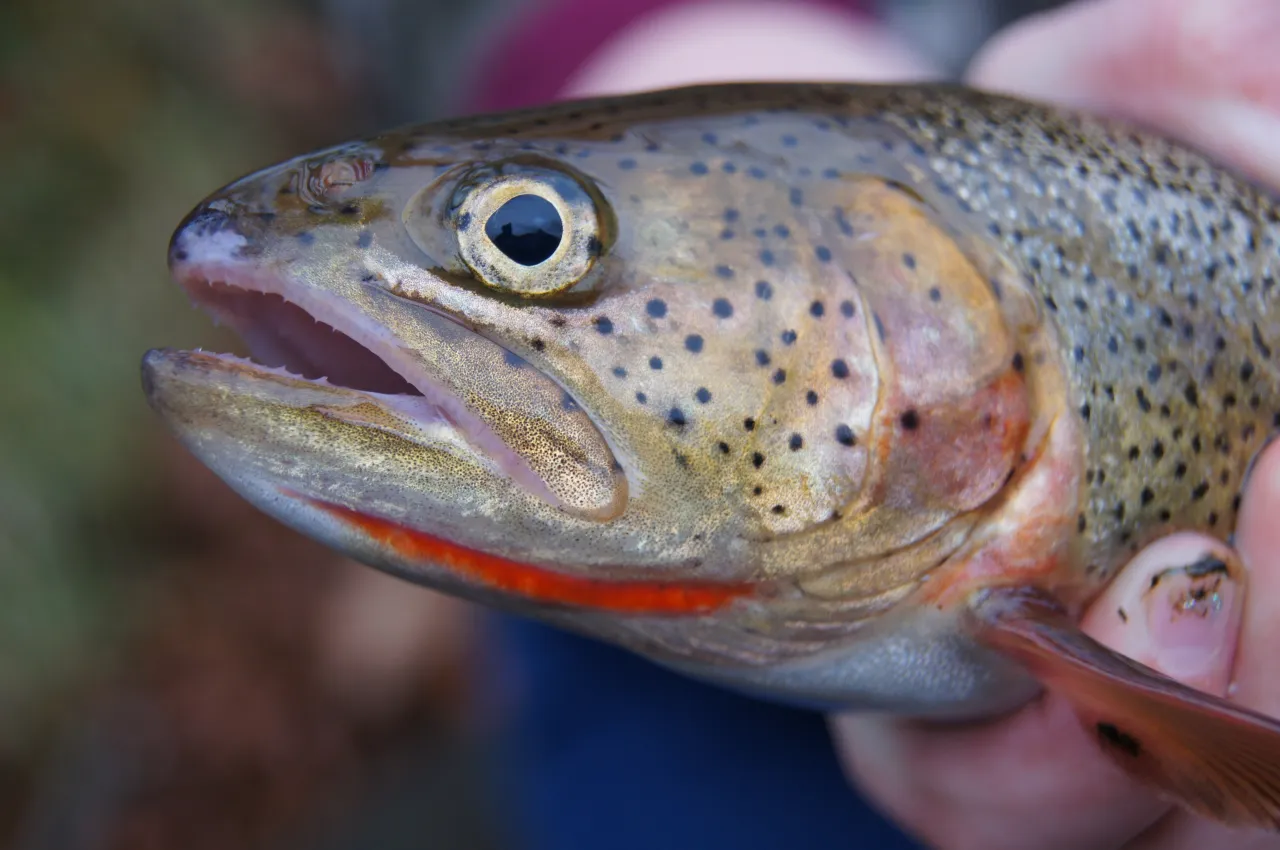 Young Angler Sets State Record with Massive Trout Catch in Holston River