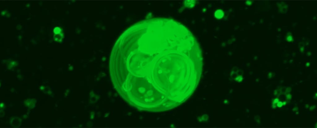 Featured image for Revealing the Birth of Earth's First Cells