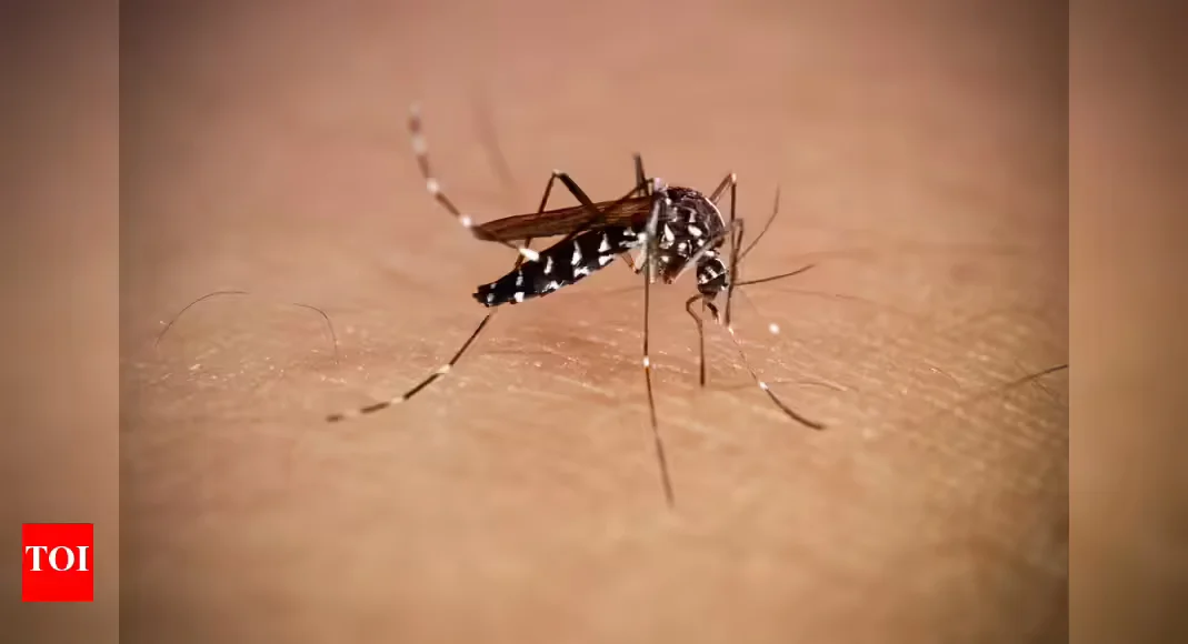 Global Alert: Chikungunya Outbreaks and Rising Risks