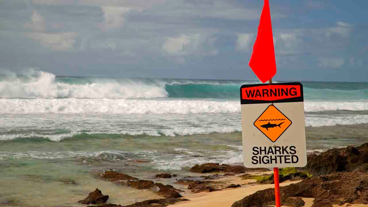 Featured image for "Shark Bite at Popular Hawaii Beach Injures 11-Year-Old Girl"