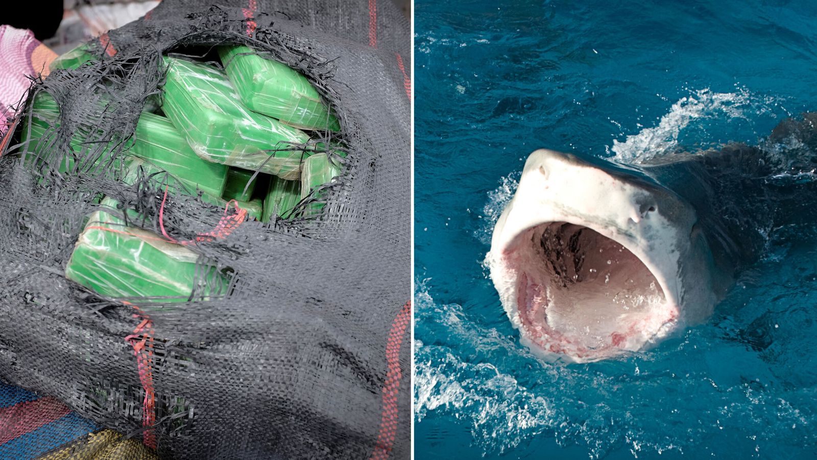 "Cocaine Sharks: The High-Stakes Consequences of Drug Dumping in Florida's Waters"