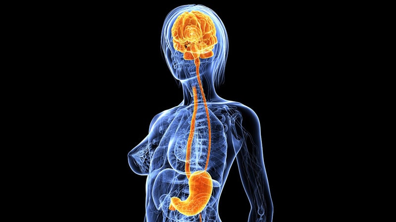 "Intermittent Energy Restriction: Impact on Gut-Brain Connection"