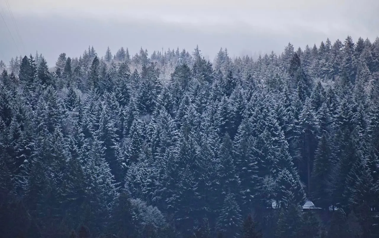 "Varied Weather Ahead: Snow, Wind, and Cold in the Forecast"