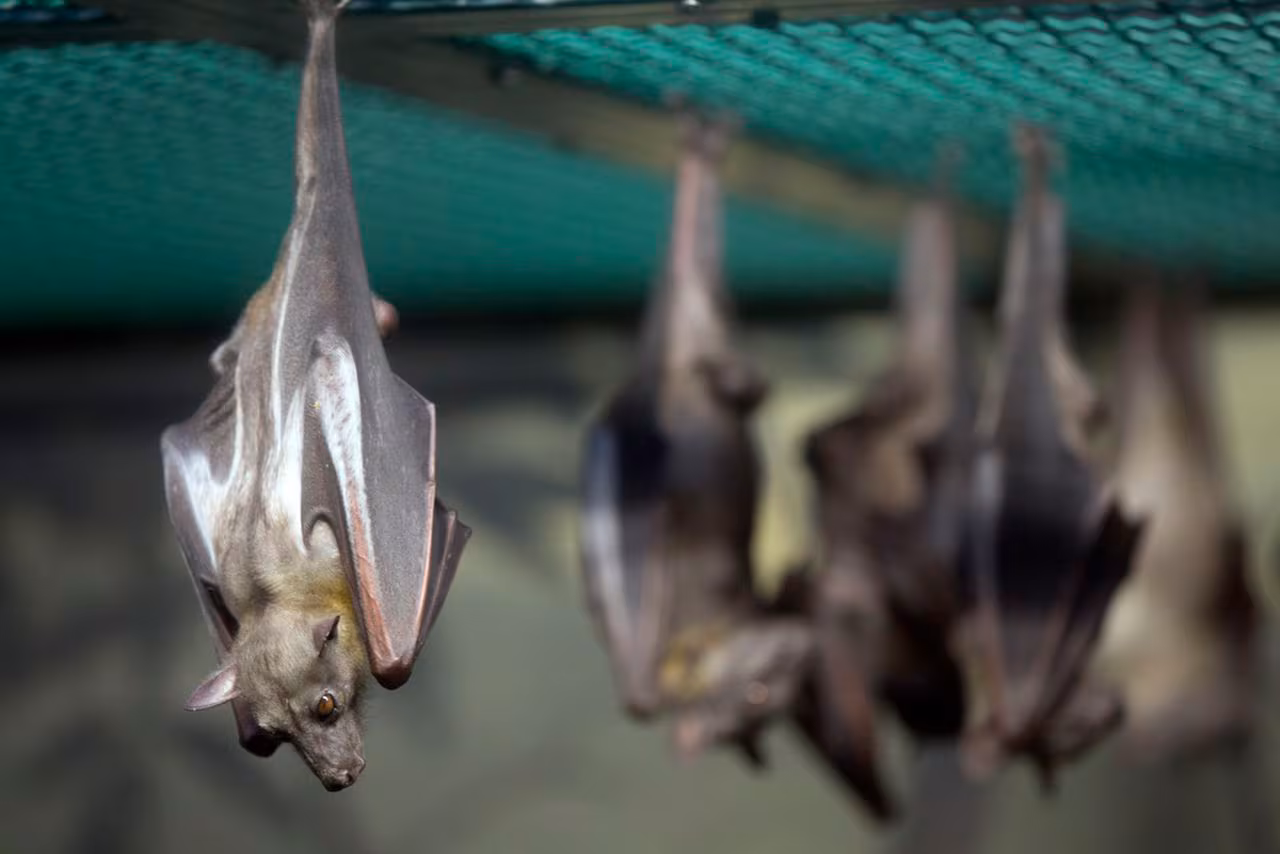 Featured image for Rabies Outbreak: Bats Test Positive in Southwest Michigan and Texas