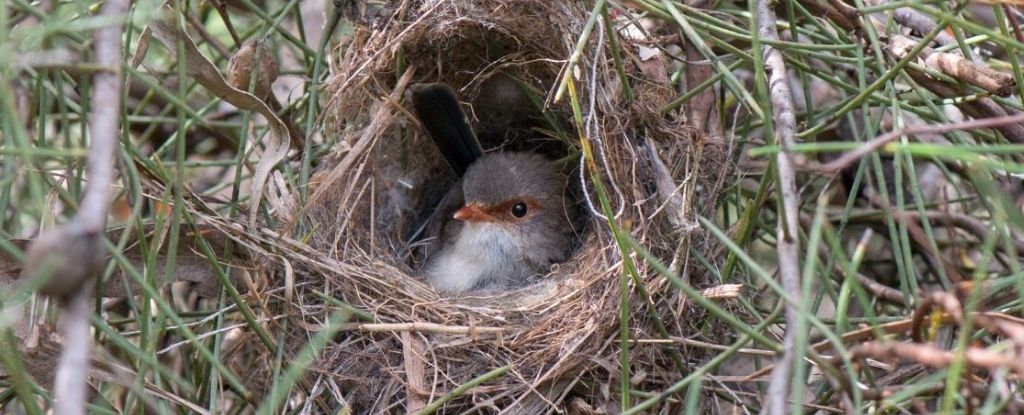 Featured image for "Wrens' Remarkable Ability: Teaching Songs to Unhatched Offspring"