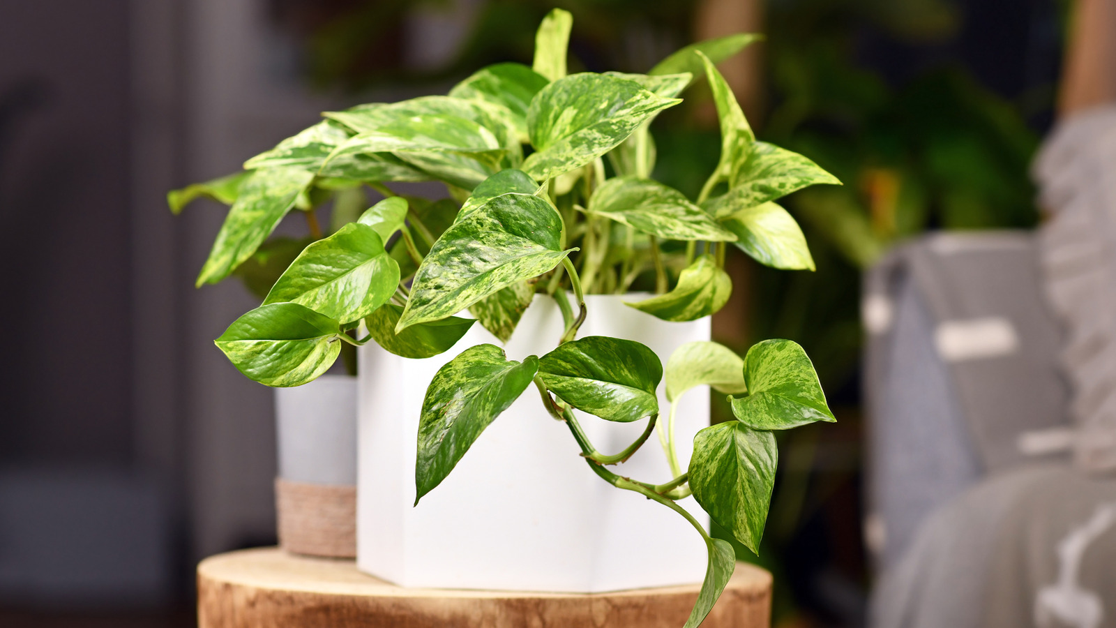 Featured image for "Essential Considerations for Indoor Pothos Growth"