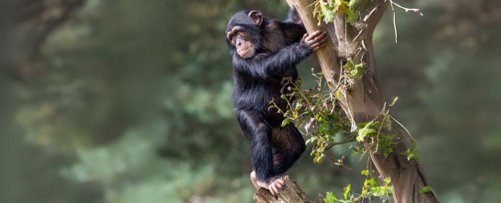 Featured image for Ancient Humans Possibly Walked Upright Before Leaving the Trees