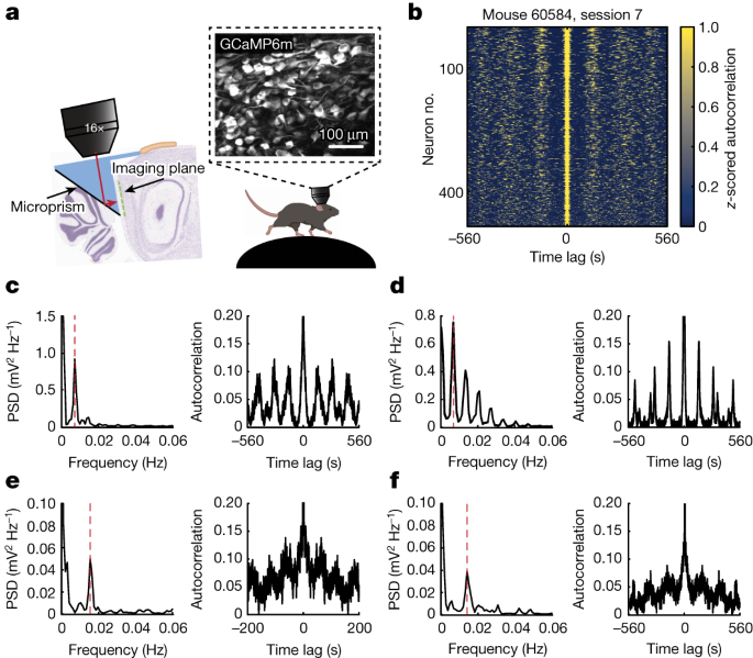 Featured image for "Neural Rhythms: Unveiling the Brain's Orderly Patterns"