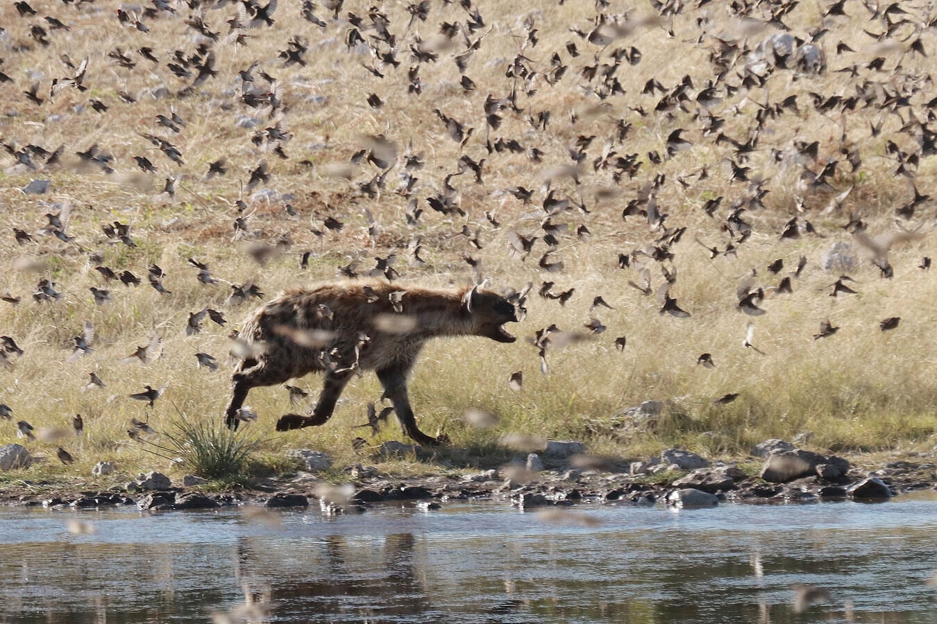Featured image for "Spotted Hyenas in Namibia Add Small Birds to Diverse Diet"