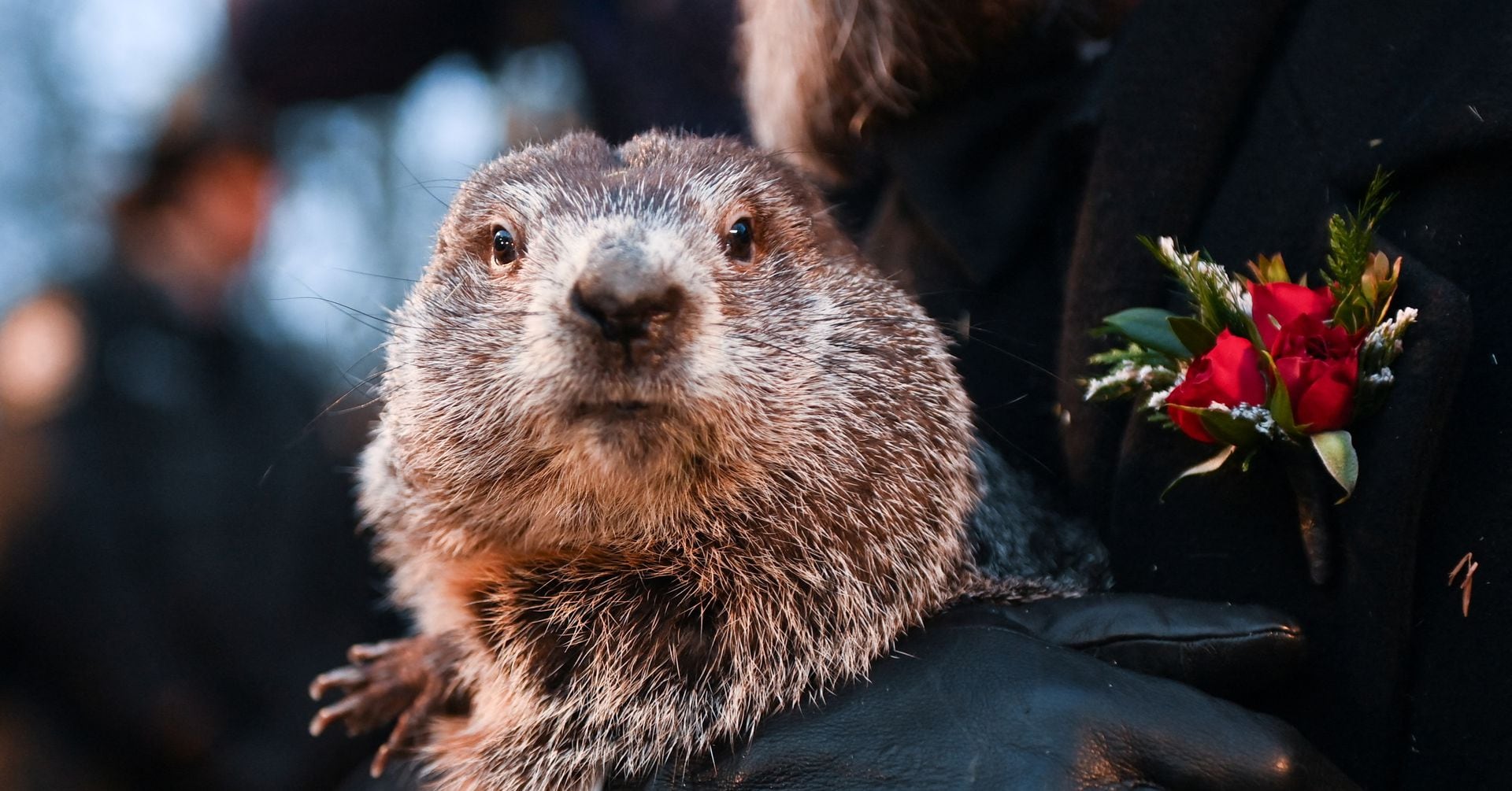 Featured image for "Punxsutawney Phil's 2024 Prediction: Early Spring or Cool Stretch?"