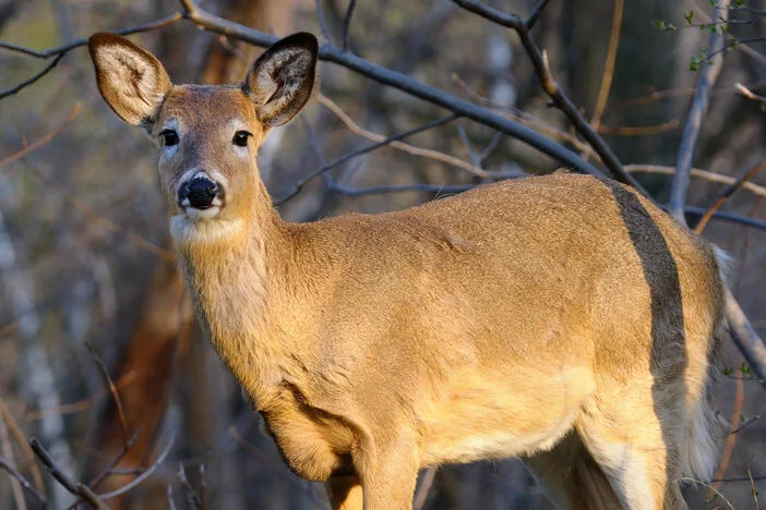 Multiple states confirm new cases of chronic wasting disease in deer