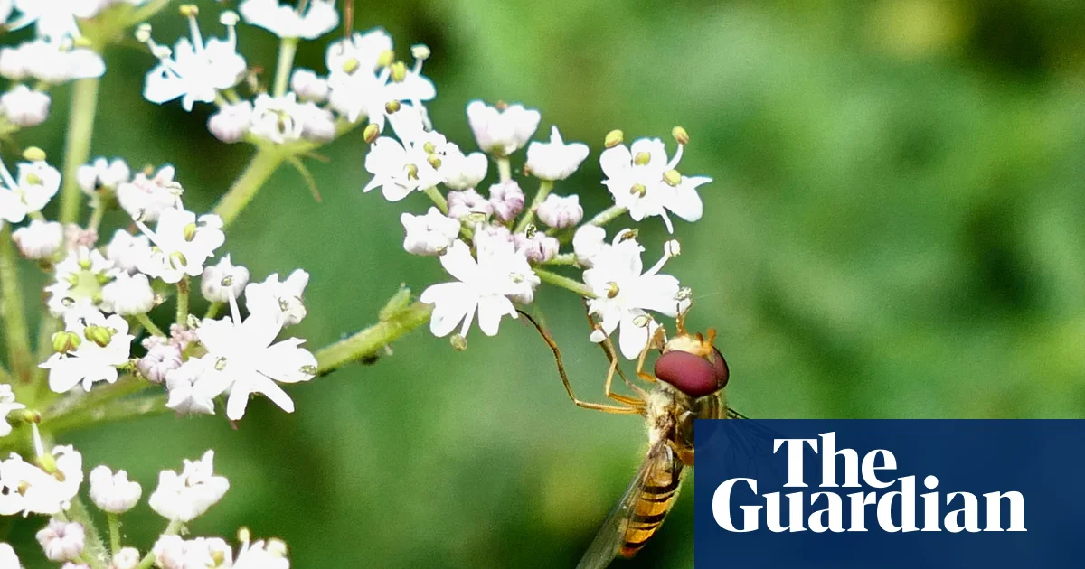 Featured image for Urban Green Spaces Essential for Pollinator Conservation