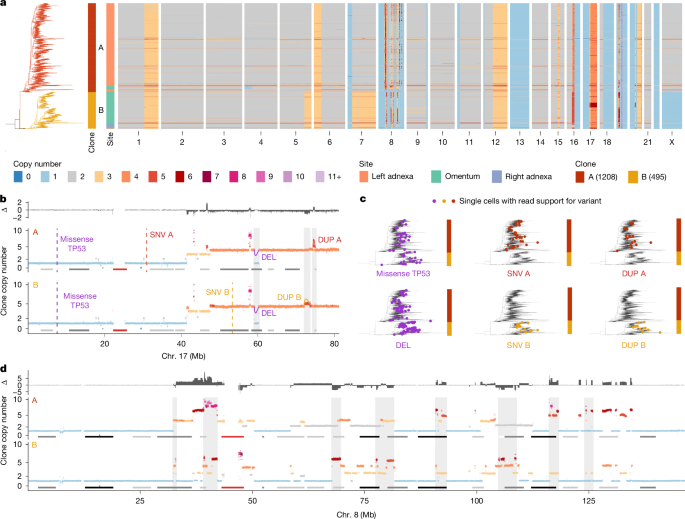 Featured image for Innovative Methods Unveil Cancer Evolution and Resistance in Ovarian Cancer