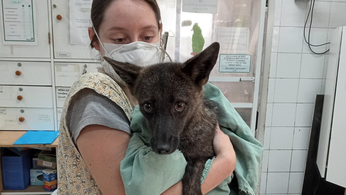 "Introducing Dogxim: The Fascinating World of Dog-Fox Hybrids"