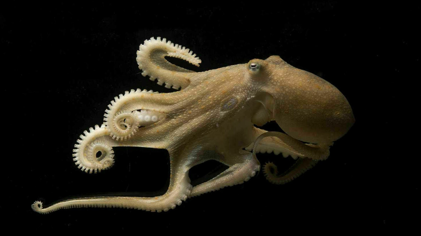 Featured image for Octopuses use RNA editing to adapt to changing ocean temperatures.