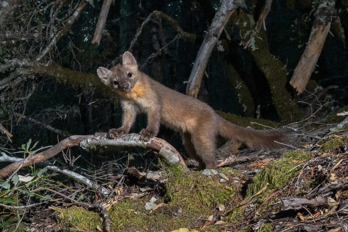 California's Humboldt Marten: 500 Individuals Left in Fragmented Old-Growth Habitats