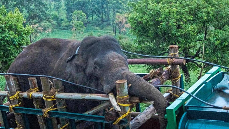 "Rice-raiding 'killer' elephant relocated to tiger reserve in India"