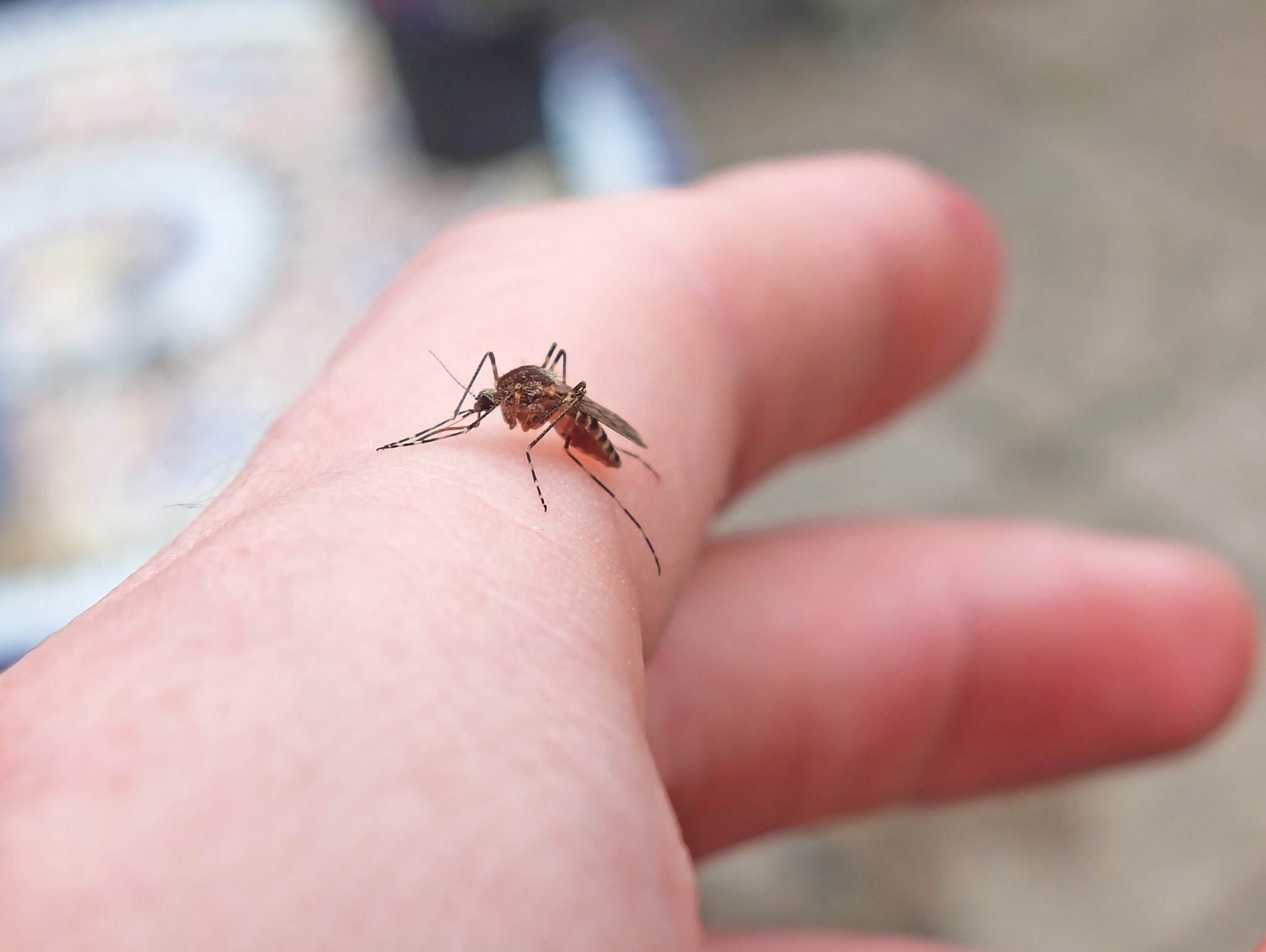 Featured image for Scientists Confirm First Mosquitoes in Iceland